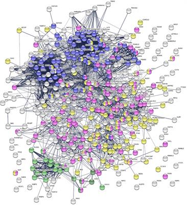 Frontiers | An Autoantigen Atlas From Human Lung HFL1 Cells Offers